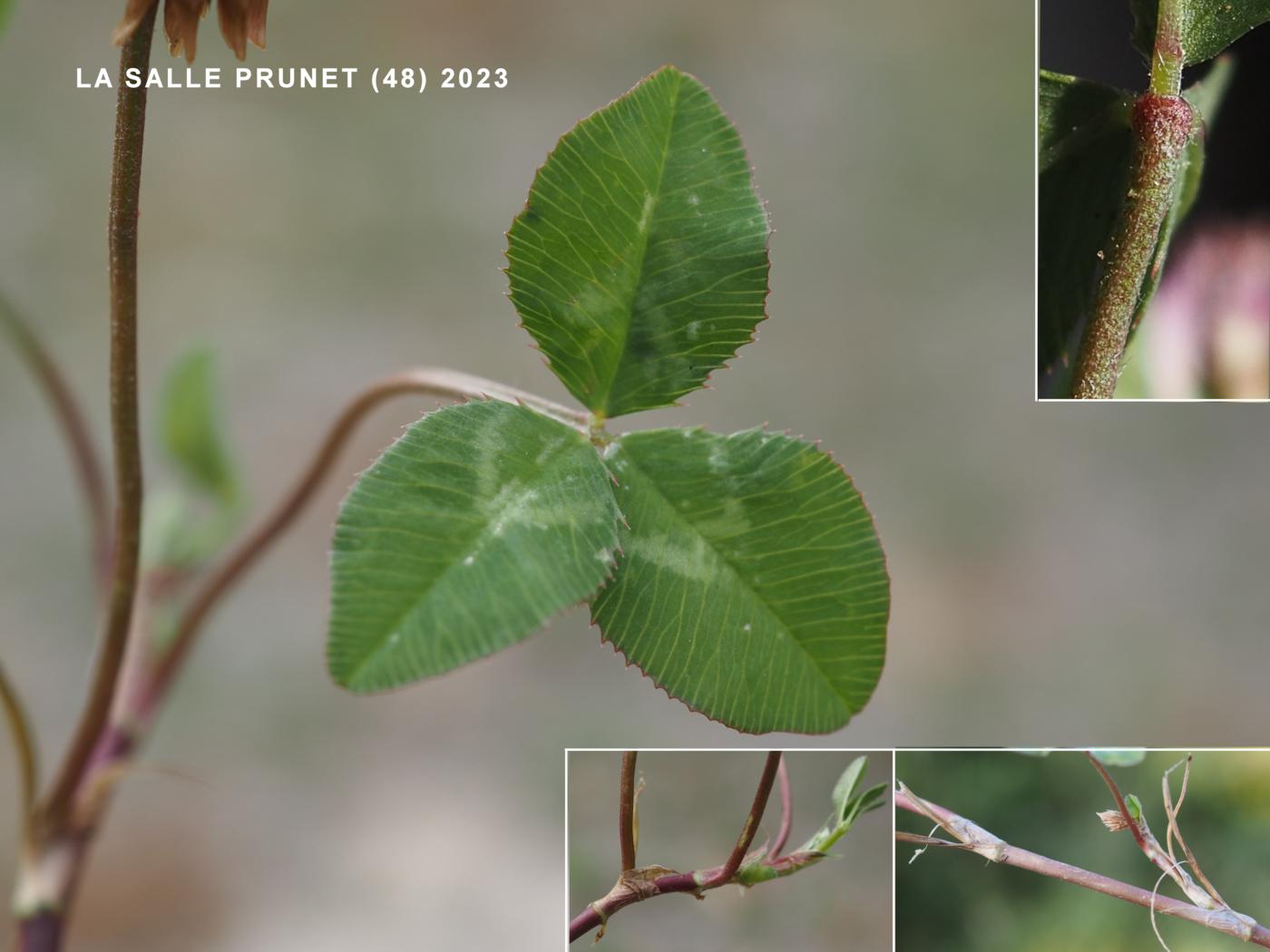 Clover, Prostrate leaf